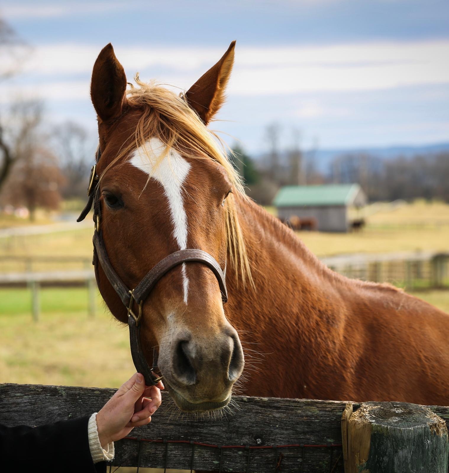 A horse on the farm