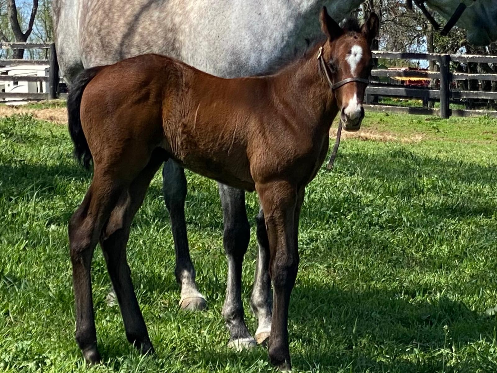 Bay foal with grey mare