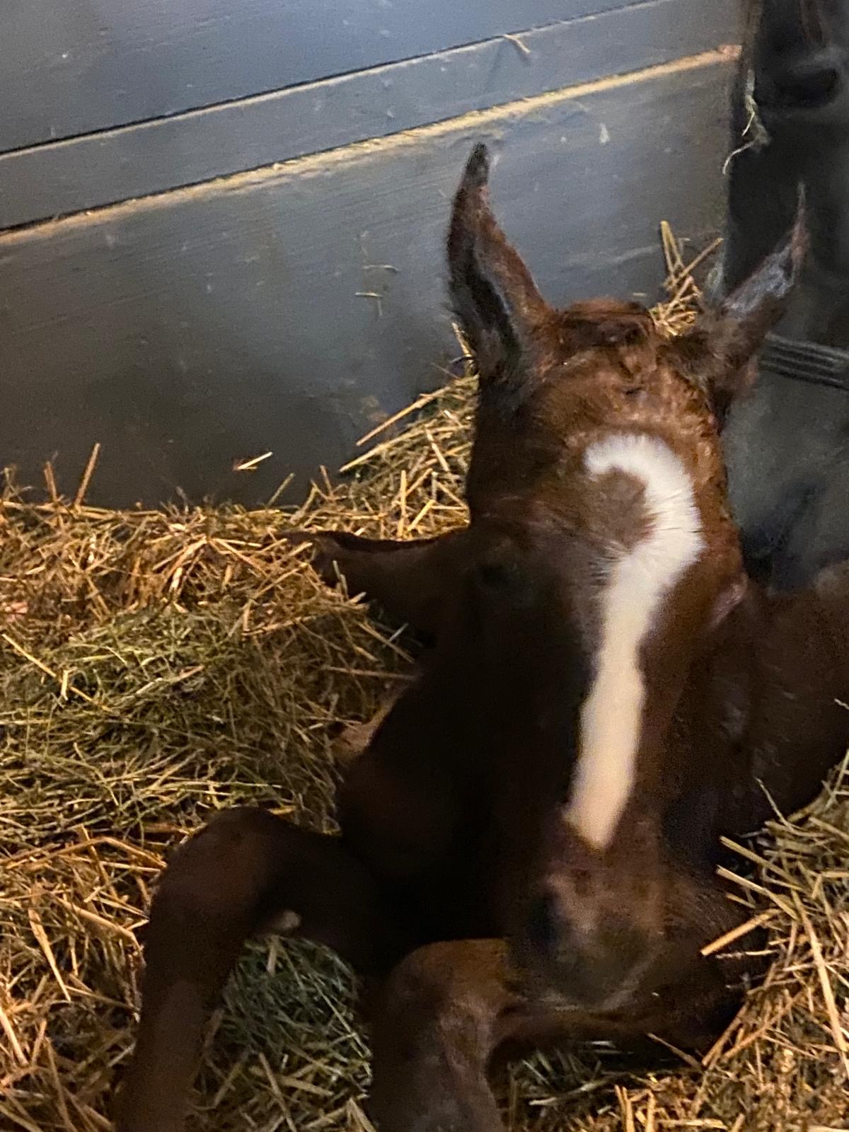 Newborn foal in stall