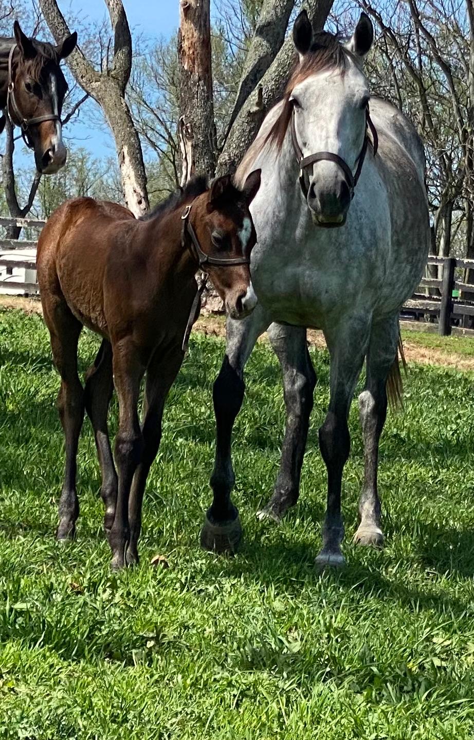 Foals in spring pasture
