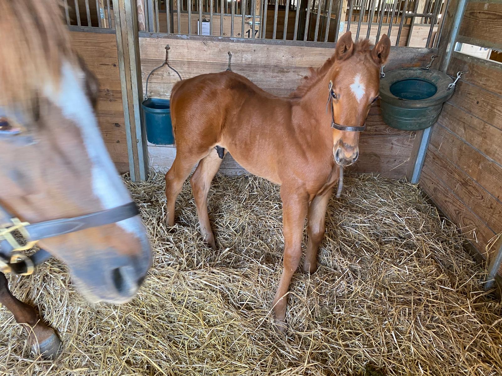 Chestnut foal in stall