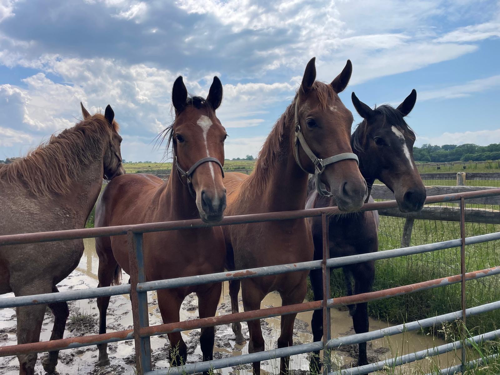 Four young horses at the gate