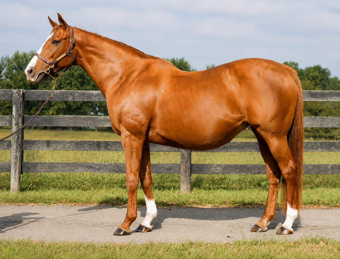 Chestnut horse in conformation stance