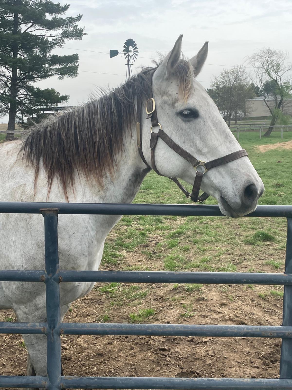 Grey horse at the paddock gate