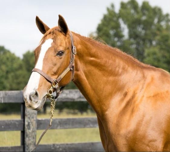 Chestnut horse portrait at fence