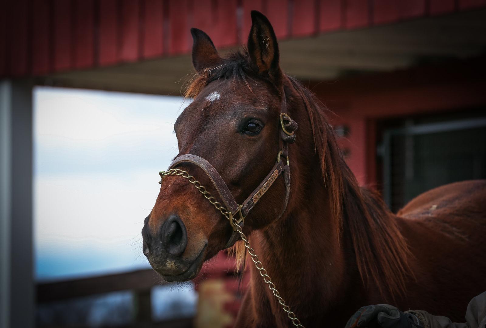 Chestnut horse with red barn behind