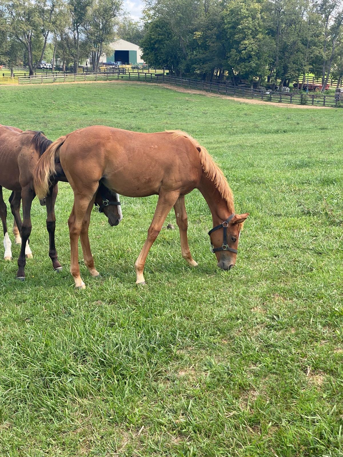 Foal grazing in pasture