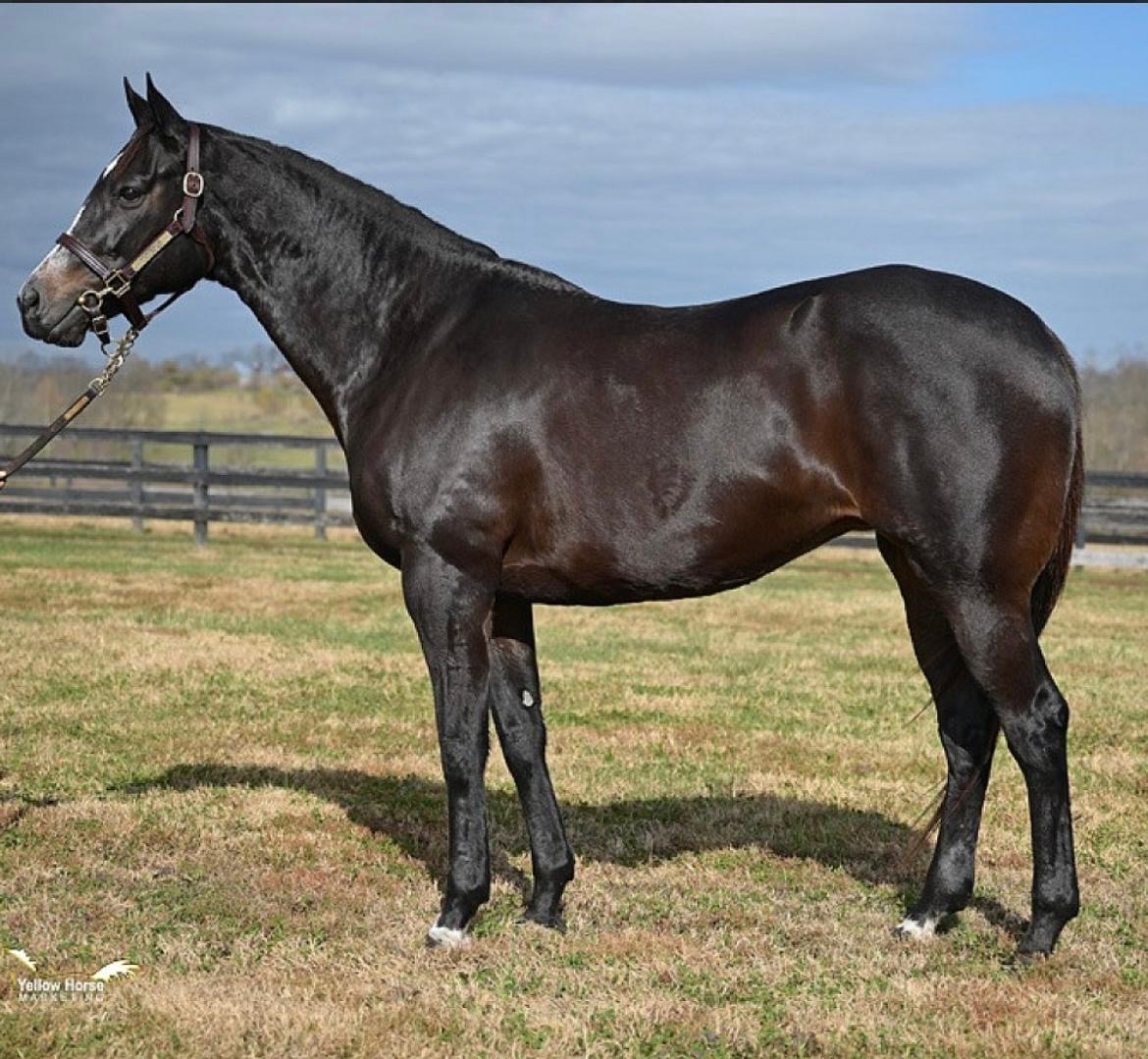 Dark bay horse in conformation stance