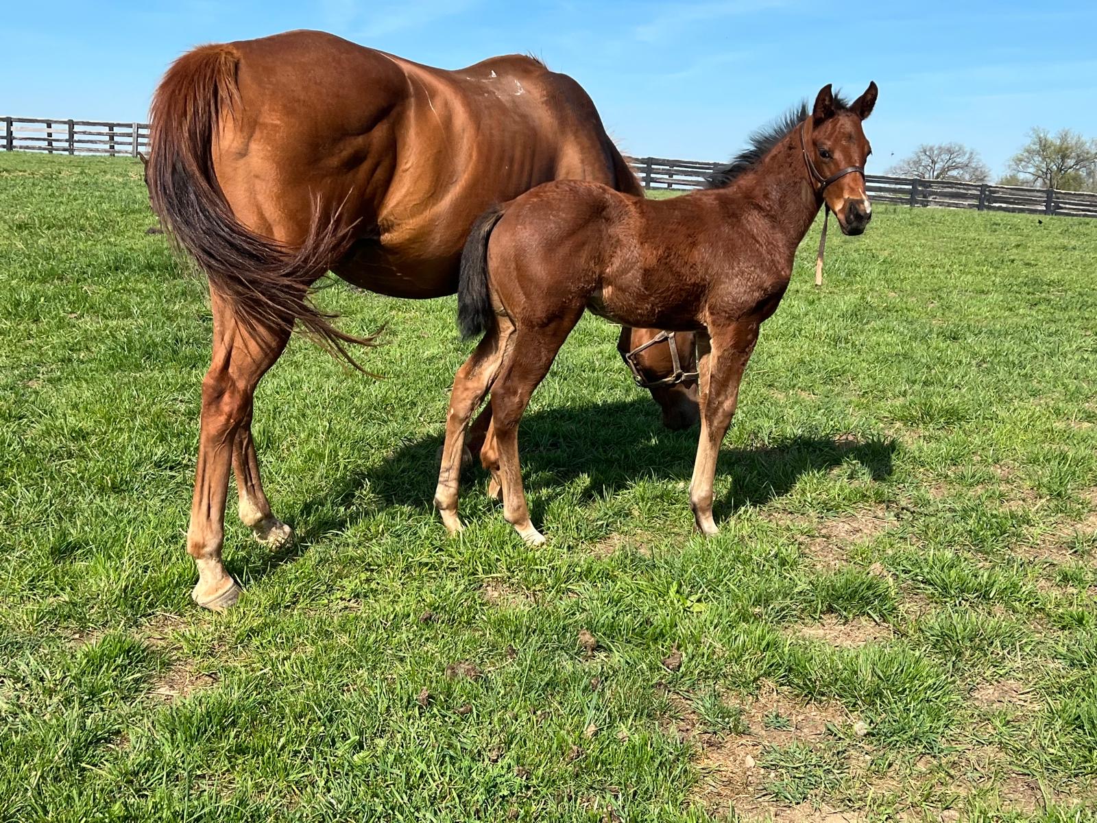 Broodmare with foal in spring pasture