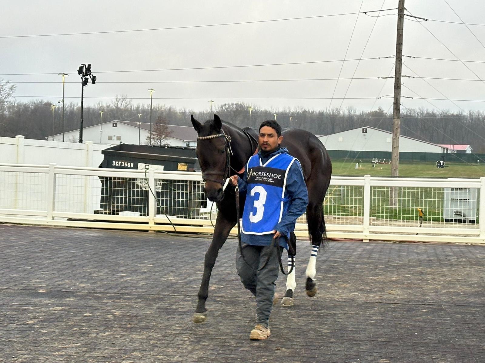 Groom walking horse to the paddock