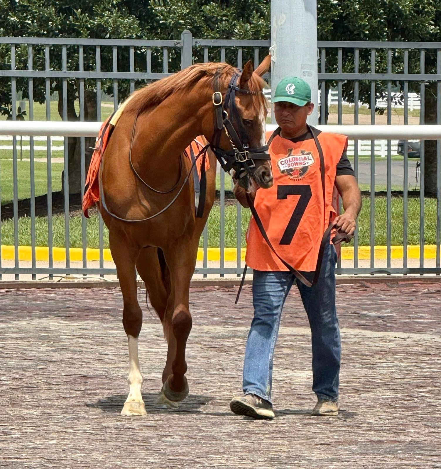 Chestnut horse being led in paddock at Colonial Downs, post #7