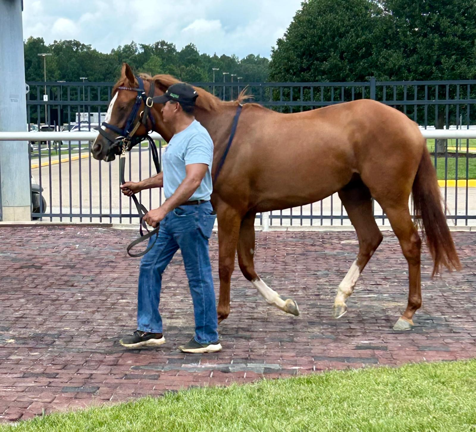 Chestnut horse walking the paddock at Colonial Downs