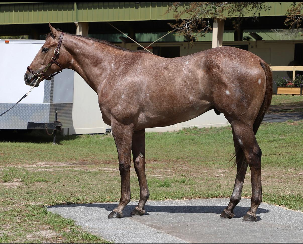 Roan yearling in conformation stance