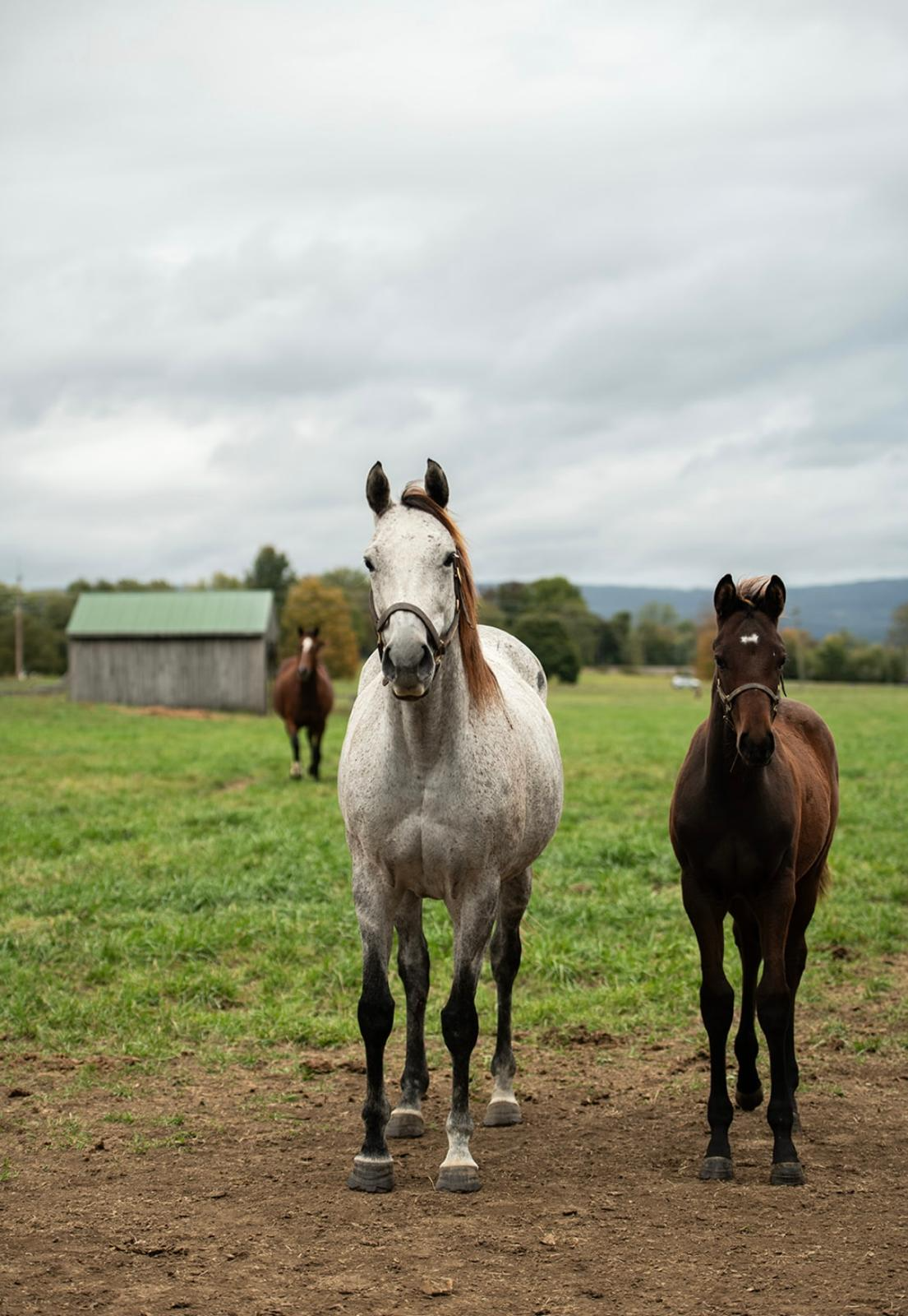 Grey mare and dark bay yearling at pasture