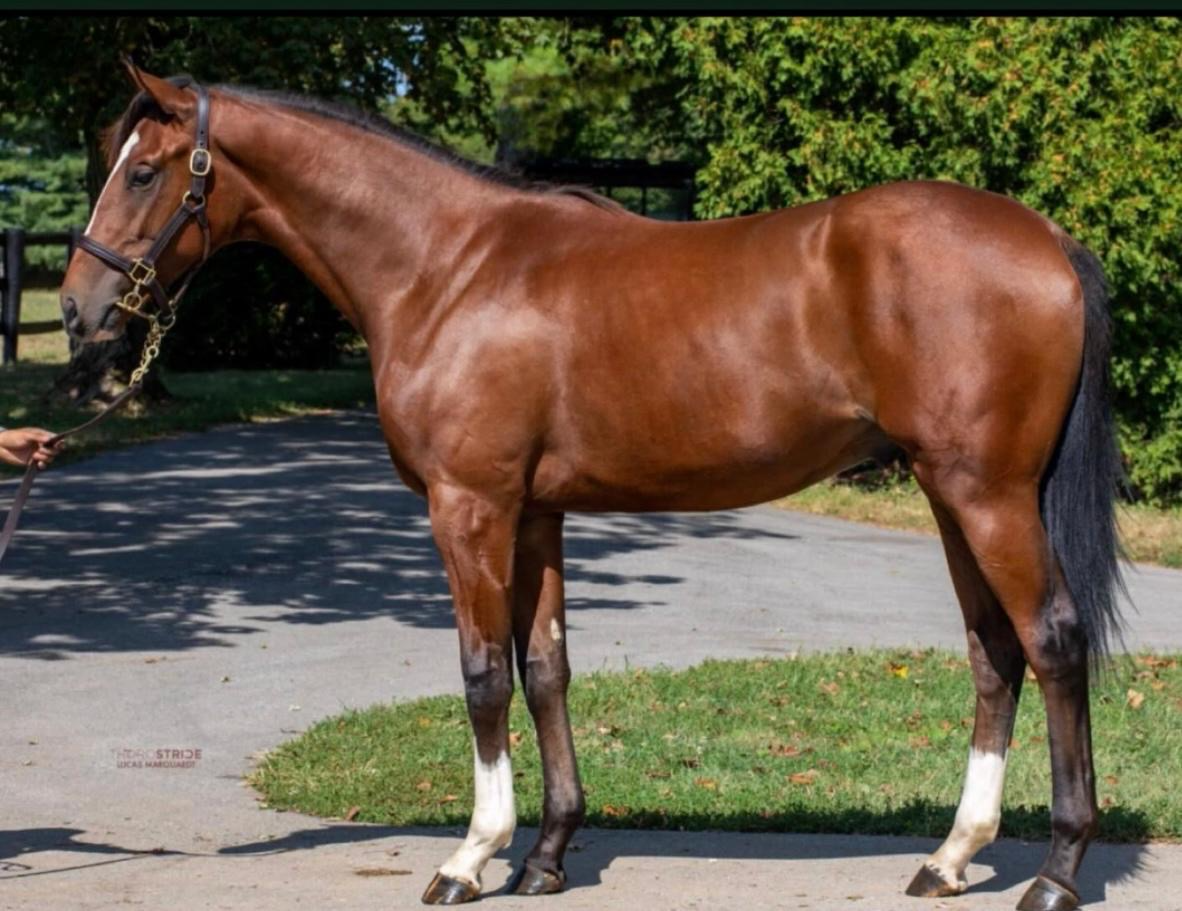 Chestnut yearling conformation shot