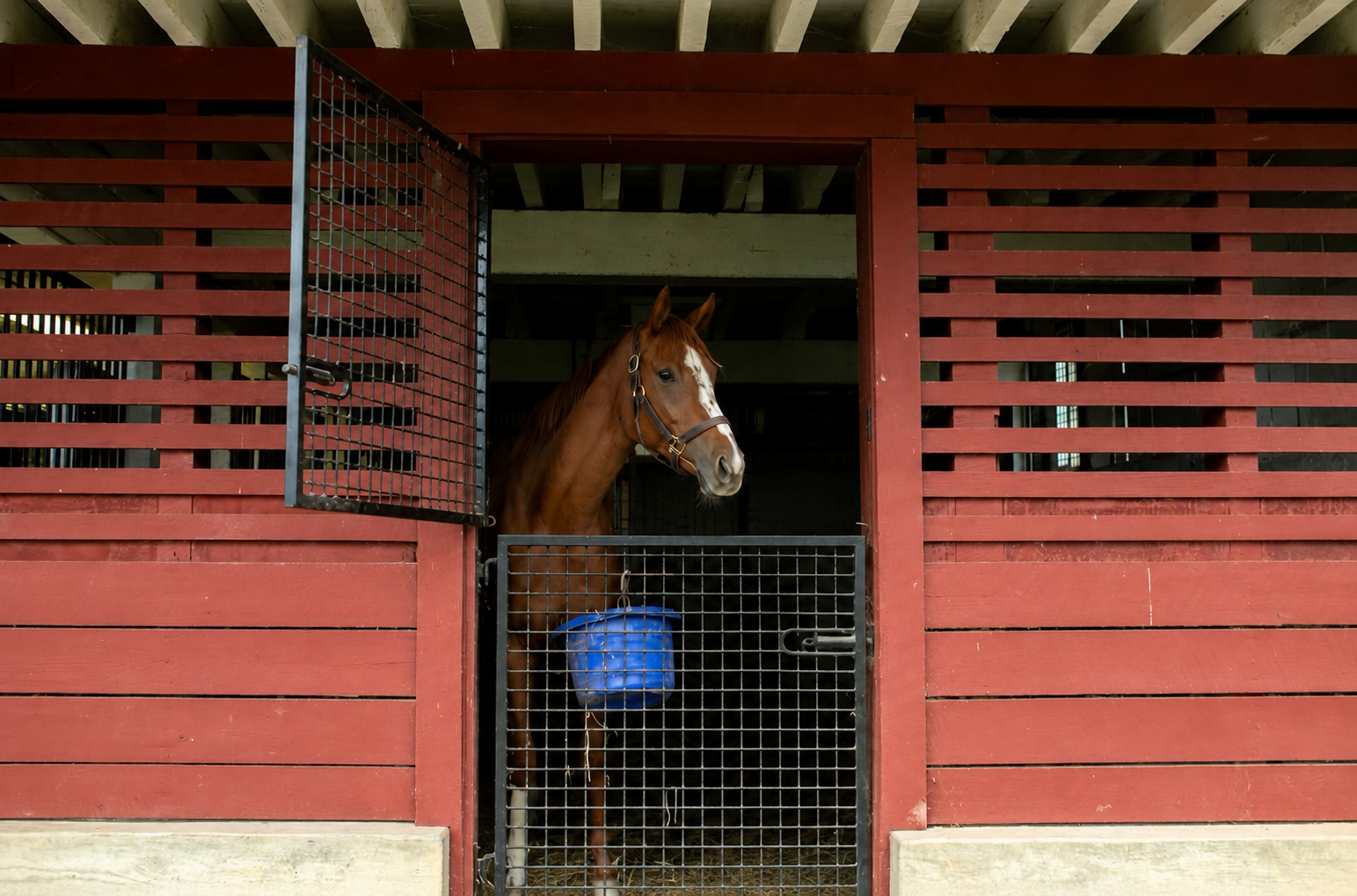 Chestnut horse in red barn stall